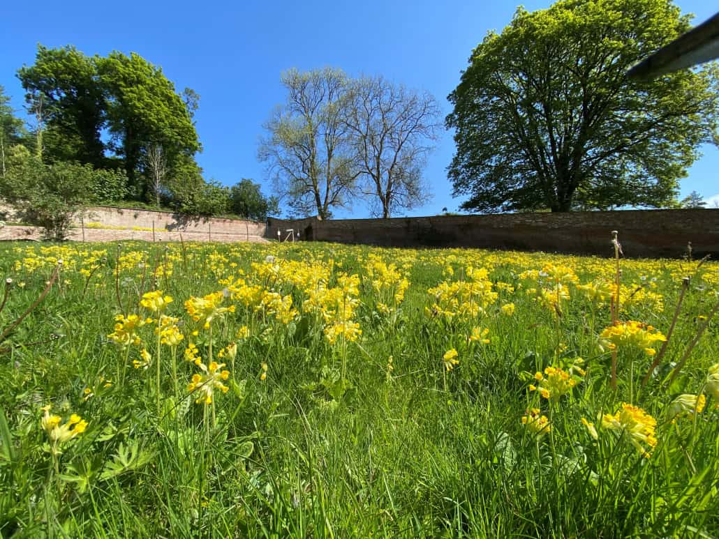 Picture of cowslips at the Walled Garden